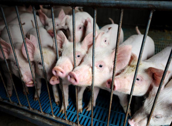 看某医院广告有感｜猪场期望兽医界的“扁鹊”（好多畜牧兽医表示有同感）