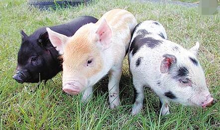 猪病防疫｜常见皮肤病图集+治疗方法！