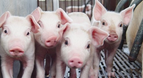 猪大佬教你秋季养猪七大秘诀，为越冬年关卖个好价做准备