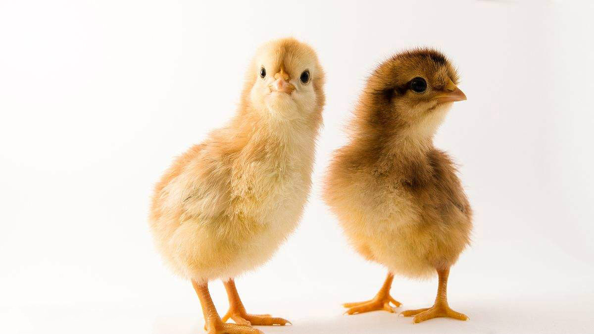 2017年秋冬季传染性喉气管炎病新特点