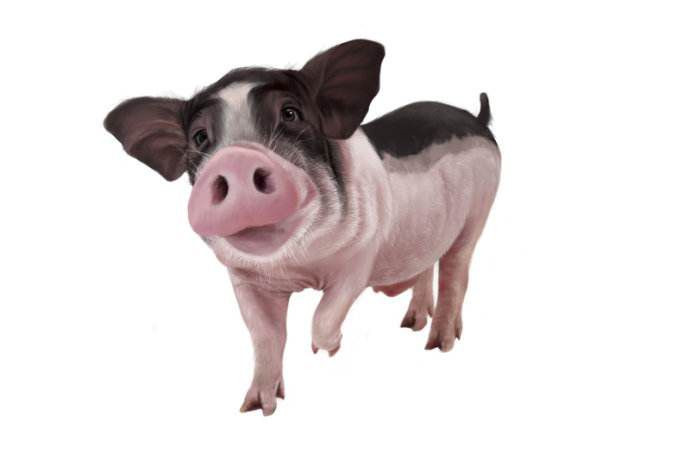 注射猪口蹄疫疫苗出现应激，致大批猪死亡，怎么办？