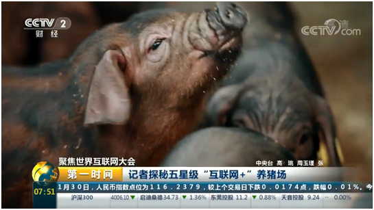 央视探秘五星级“互联网+”养猪场  丁磊的网易味央模式 有惊喜