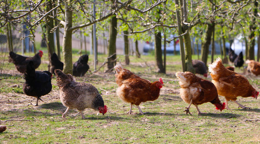 农业部通知73家蛋鸡场和48家肉鸡场获评2017年畜禽养殖标准化示范场