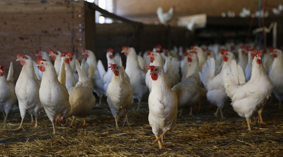 执业兽医考试考点分析20:动物病理学之坏死