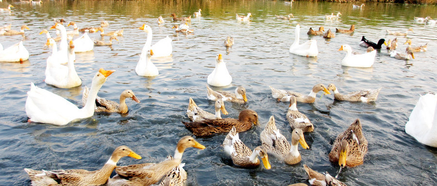 官方发布《冬春季节水禽高致病性禽流感防控要点》