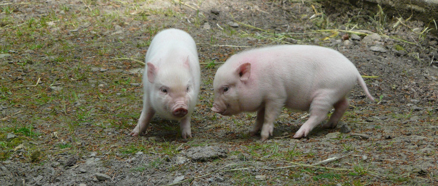 中国生猪产业的现状