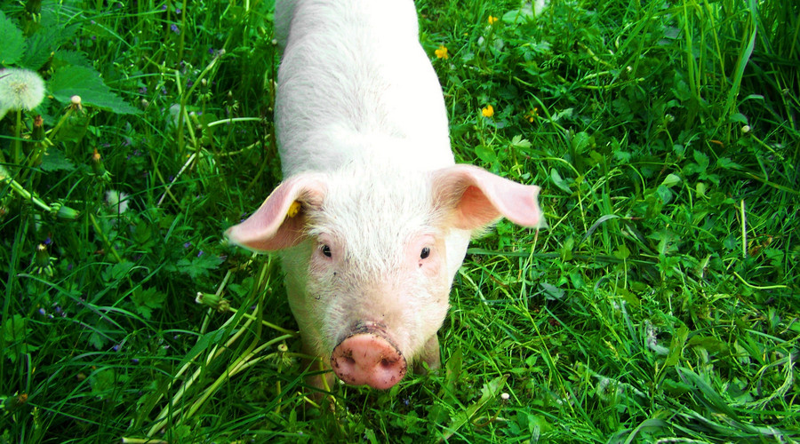 温氏第三季度亏72亿元！“逆向投资大师”冯柳出手，斥资10亿扫货！猪周期拐点快到了？