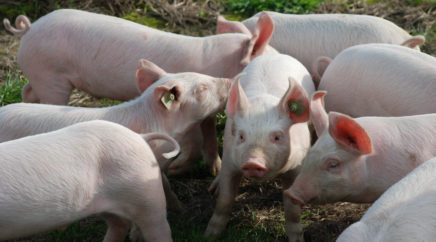 河南：筑牢生猪产业发展之基，增强生猪产业发展后劲