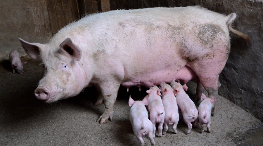 河南和四川能繁母猪存栏排第一各400万头，海南能繁母猪保有量会不会低估了？