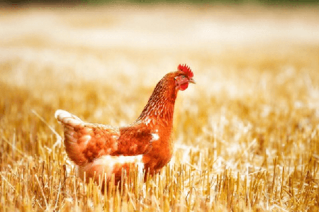 执业兽医考试考点分析25：动物病理学之尿酸盐沉着（痛风）