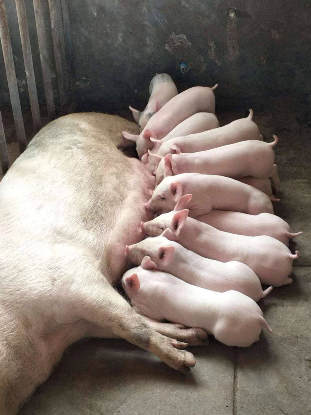 饲养管理 | 猪场常见病防治