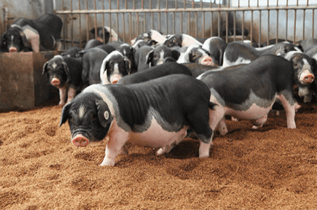 执业兽医考试考点分析32：兽医药理学之抗生素