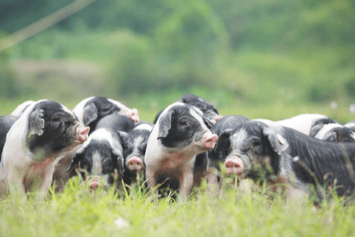 多省出台政策促进生猪生产健康发展