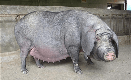 执业兽医考试考点分析33：兽医药理学之组胺受体阻断药