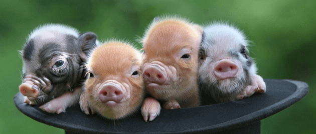 预计二季度存栏将恢复到常态水平,四季度生猪供给将恢复正常,猪价下跌趋势不变,但仍有季节性反弹空间