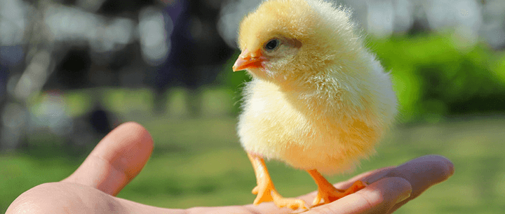 调研纪要 | 黄羽鸡专家交流会议纪要2021年12月