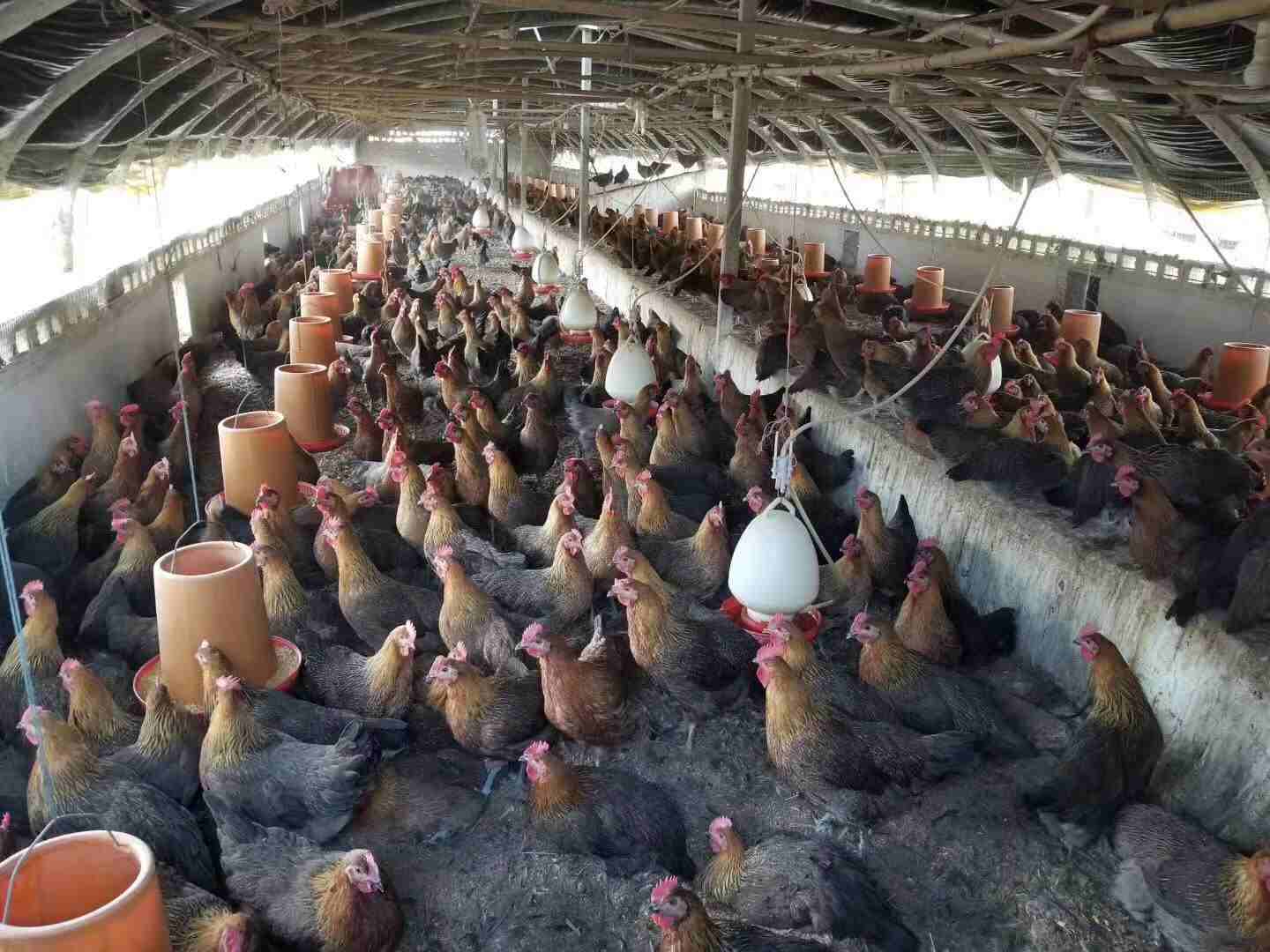 夏季肉鸡笼养鸡舍的水帘使用指南