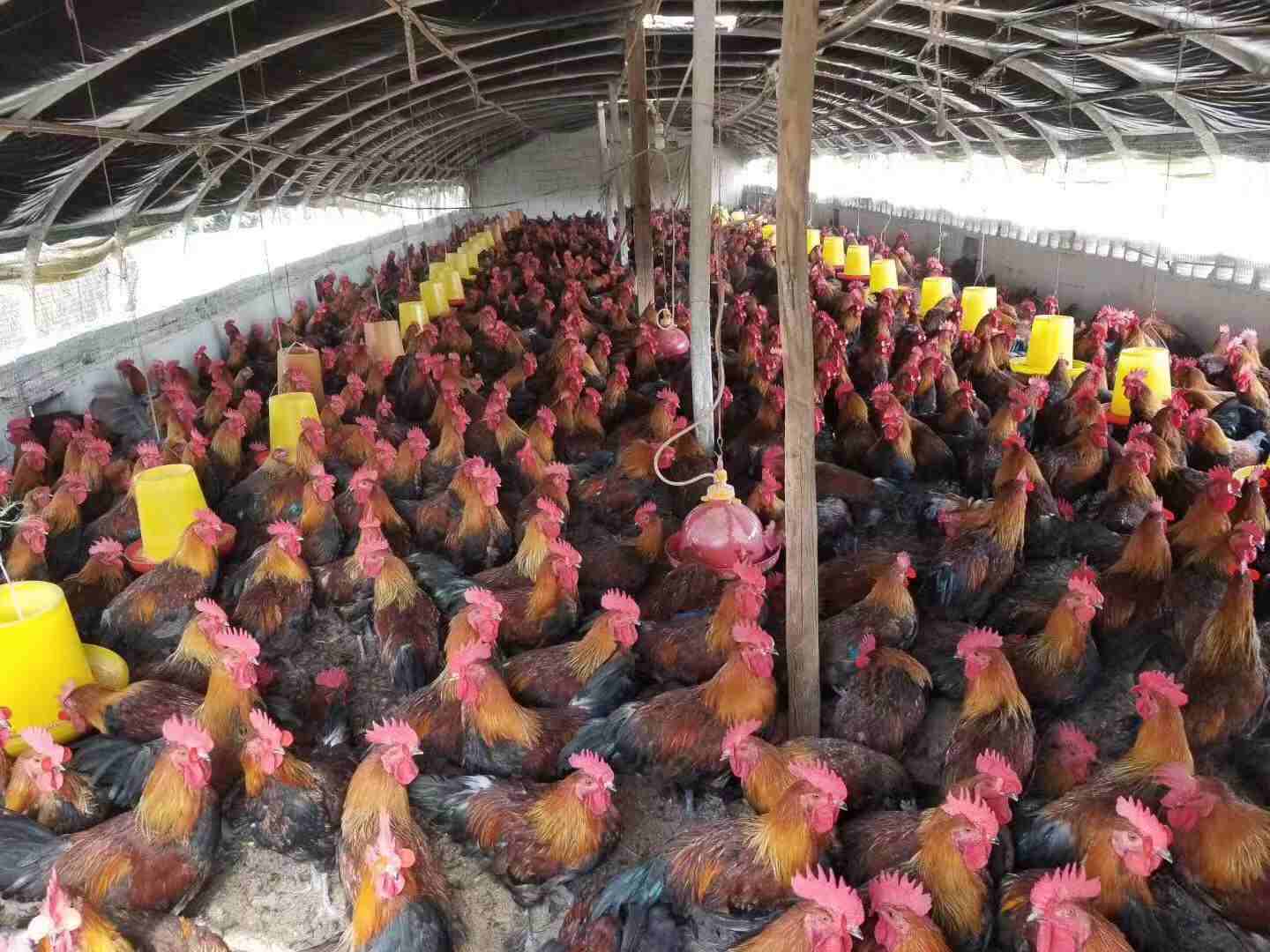 兽医寄生虫病学之鸡鸭吸虫病