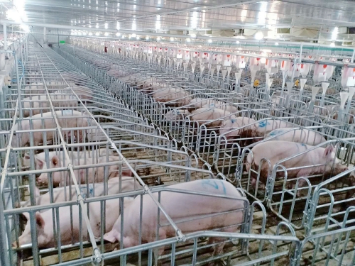 重大变动！大北农不想养猪了 未来三年核心是卖饲料