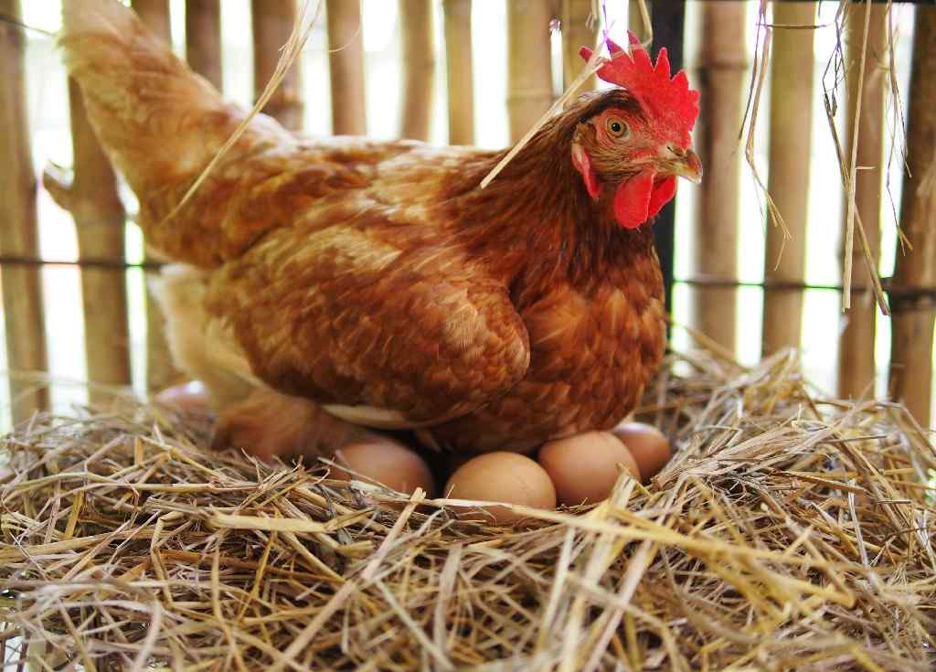 2020年蛋鸡产业发展概况、未来发展趋势及建议