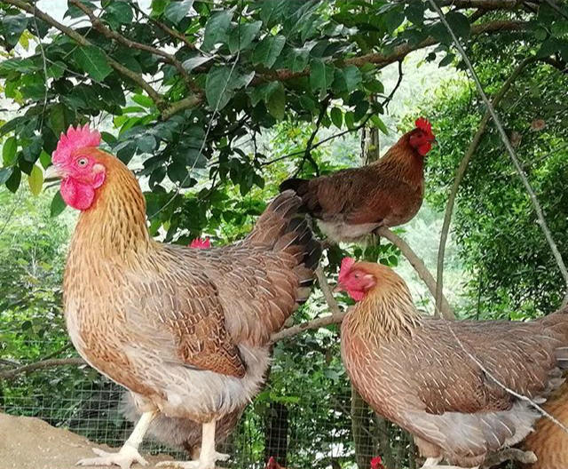 2022年8月份肉鸡生产和市场分析