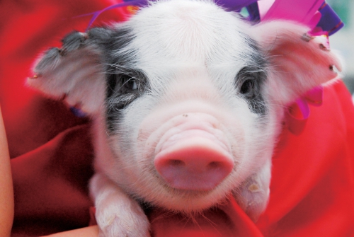 兽医寄生虫病学之旋毛虫病