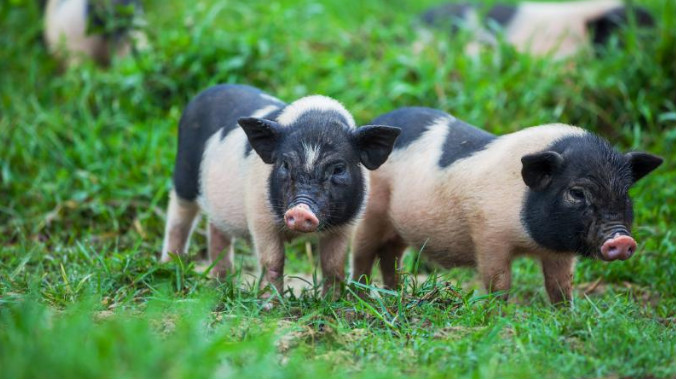 上半年河北省农业经济实现“三个之最”