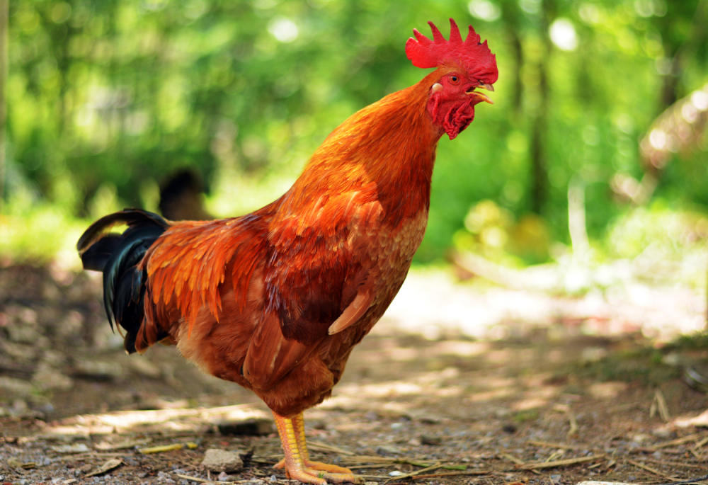 兽医寄生虫病学之鸡赖利绦虫病