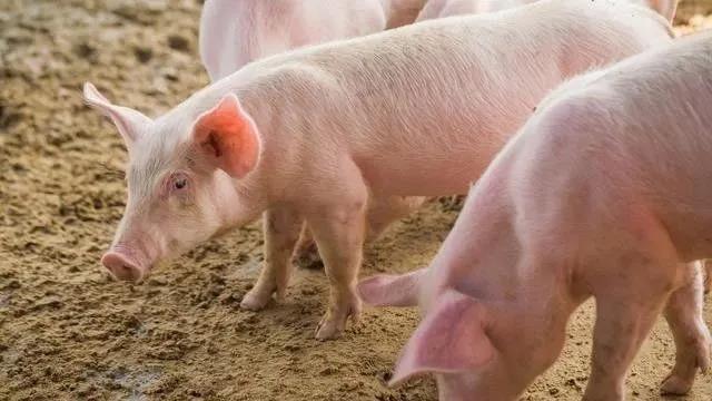 禽业低迷侵蚀利润 温氏股份欲向下游发力