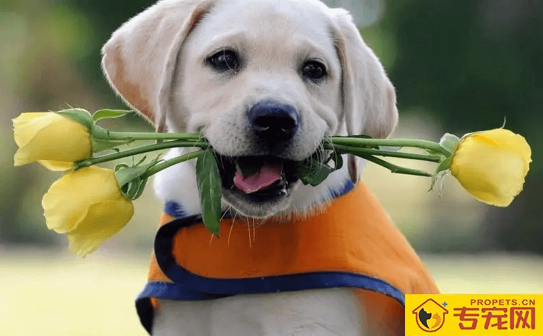 兽医寄生虫病学之螨虫