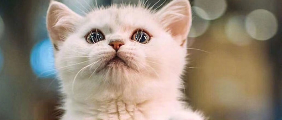 兽医寄生虫病学之牛马鸡犬猫蛔虫病