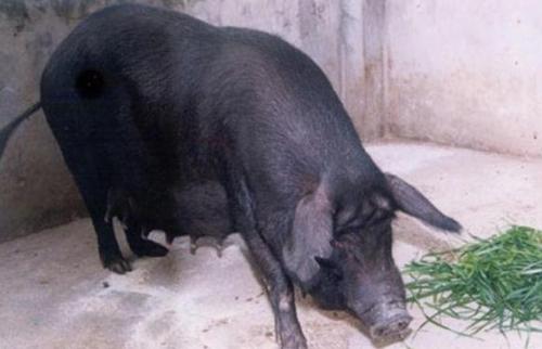 从国外引进种猪，平均花费约4万元/头？牧原：已摆脱对进口猪种的依赖