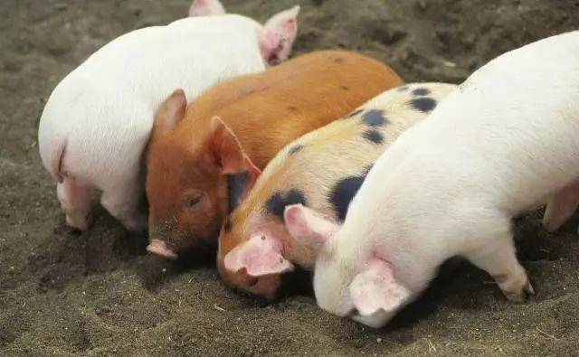 国家生猪产业技术体系提出生猪节本增效五项关键措施