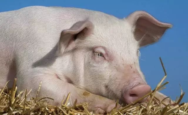 黑龙江2020年末大型生猪养殖场 909个，全国10强猪企均在黑龙江省投资建厂