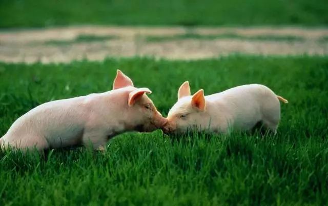 掀起一场生猪养殖“革命”——江西省吉安市生猪生态循环养殖小区建设见闻