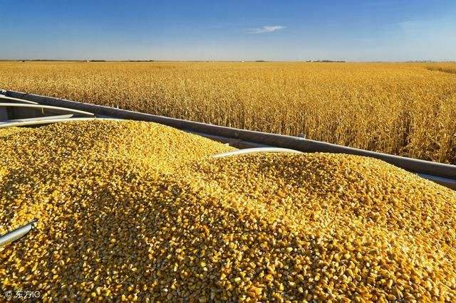 2021年玉米抗灾夺丰收技术意见