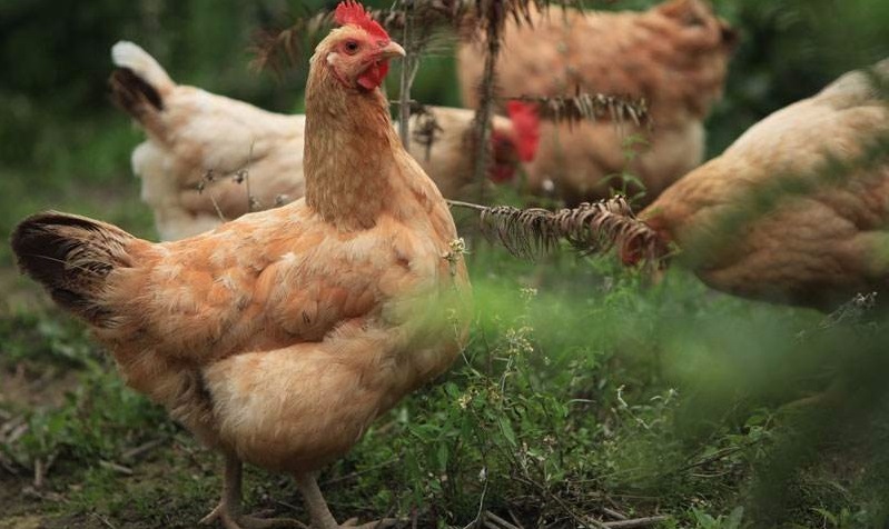 天康生物2500万羽肉鸡项目落户新疆