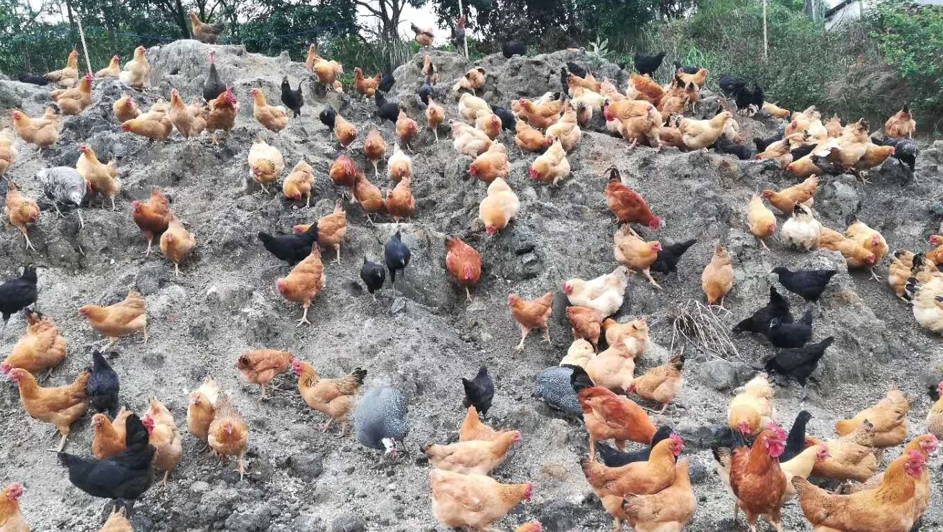 未来三年,佛山活禽市场休市时间已确定!