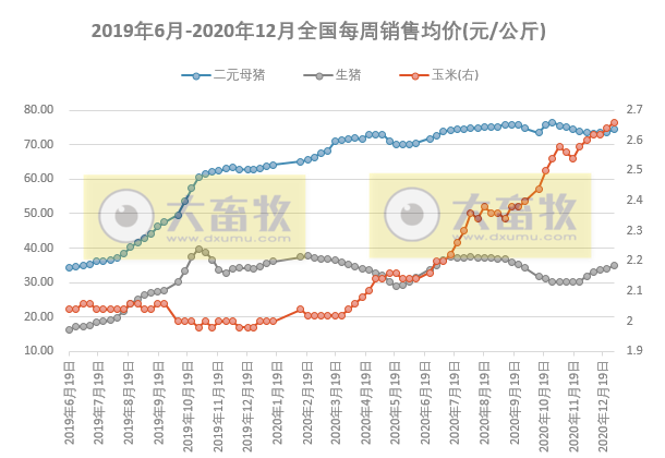 2021.01.05-今日猪价稳中有涨，华南上涨明显，二元母猪价格上涨，金新农2020年生猪销量翻倍，河南购买进口冷链食品需实名制