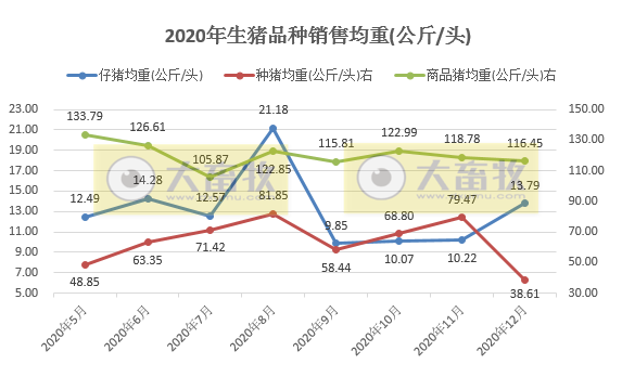 金新农2020年生猪销售数据，最后4个月生猪销售激增，比2019年全年还要多