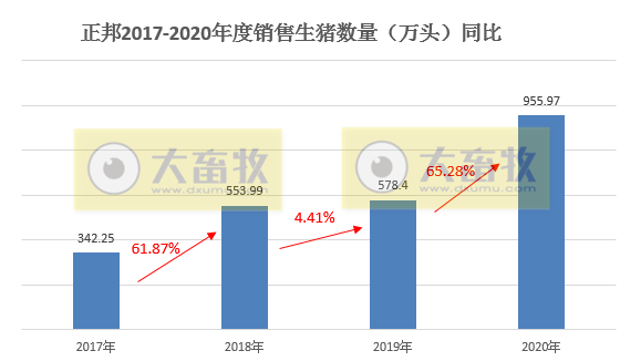 正邦2020年生猪销售数据，销量955.97万头，跃居上市猪企第二