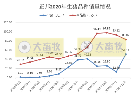 正邦2020年生猪销售数据，销量955.97万头，跃居上市猪企第二