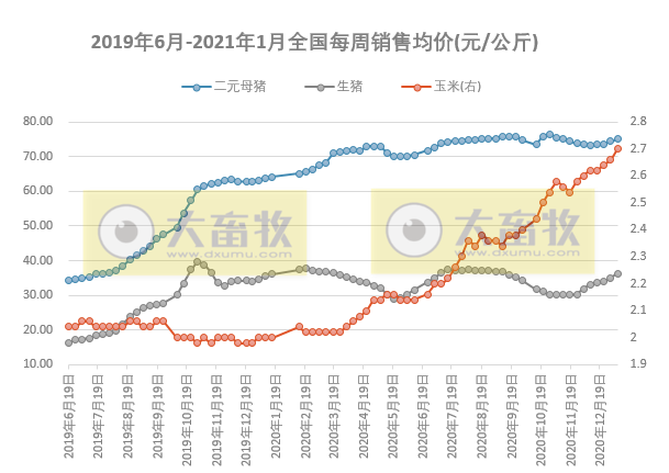 2021.01.09-今日猪价全面下跌,二元母猪和玉米价格上涨,温氏2位高管辞去副总裁职务,正邦年度生猪销量略高温氏跃居第二,新希望2020年生猪收入破250亿