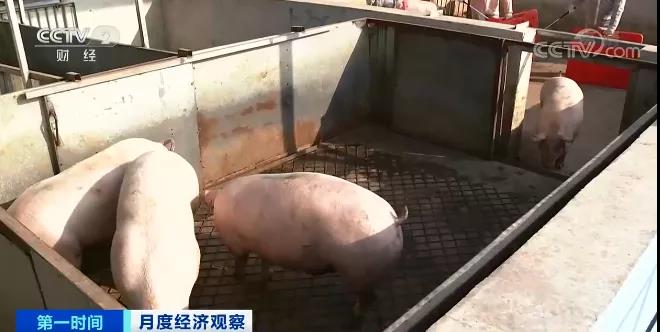 猪肉价格，涨涨涨！生猪期货，跌跌跌！为什么？预示着什么？