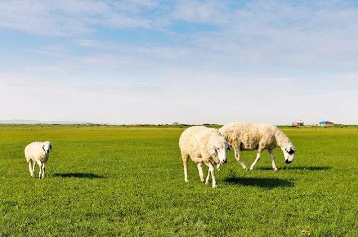 全国肉羊遗传改良计划（2015—2025）