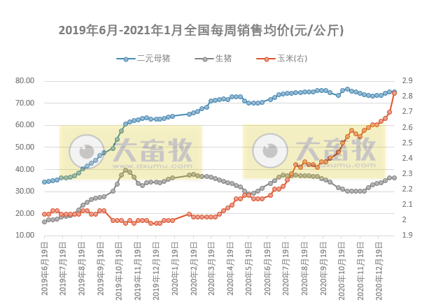 2021.01.19-今日猪价东北下跌，二元母猪价格连涨4周后下跌，玉米价格出现大幅度上涨，四川2020年生猪出栏量全国第一，牧原新设7家种猪育种孙公司