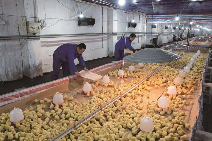 江苏京海禽业2020年24万只进口种鸡全部安全入境