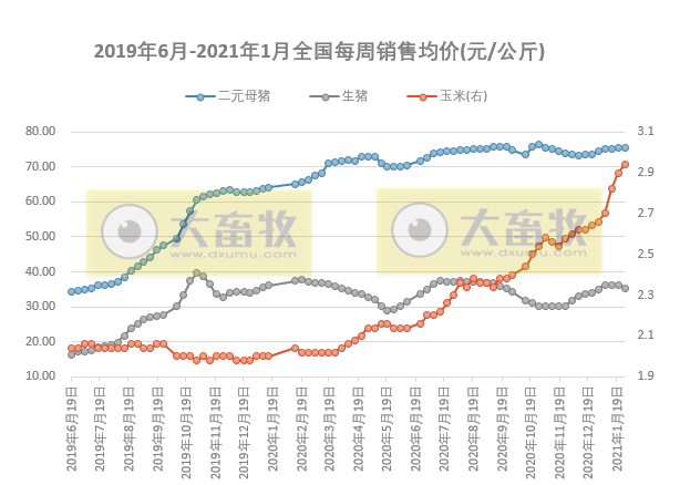 2021.02.01-今日猪价下跌至今年以来最低价，二元母猪价格连续10个月在70元/公斤以上，新希望出现新型非洲猪瘟毒株？正邦去年第4季度淘汰45万头母猪