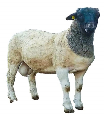 攻坚克难18载河南省育出肉羊新品种——黄淮肉羊