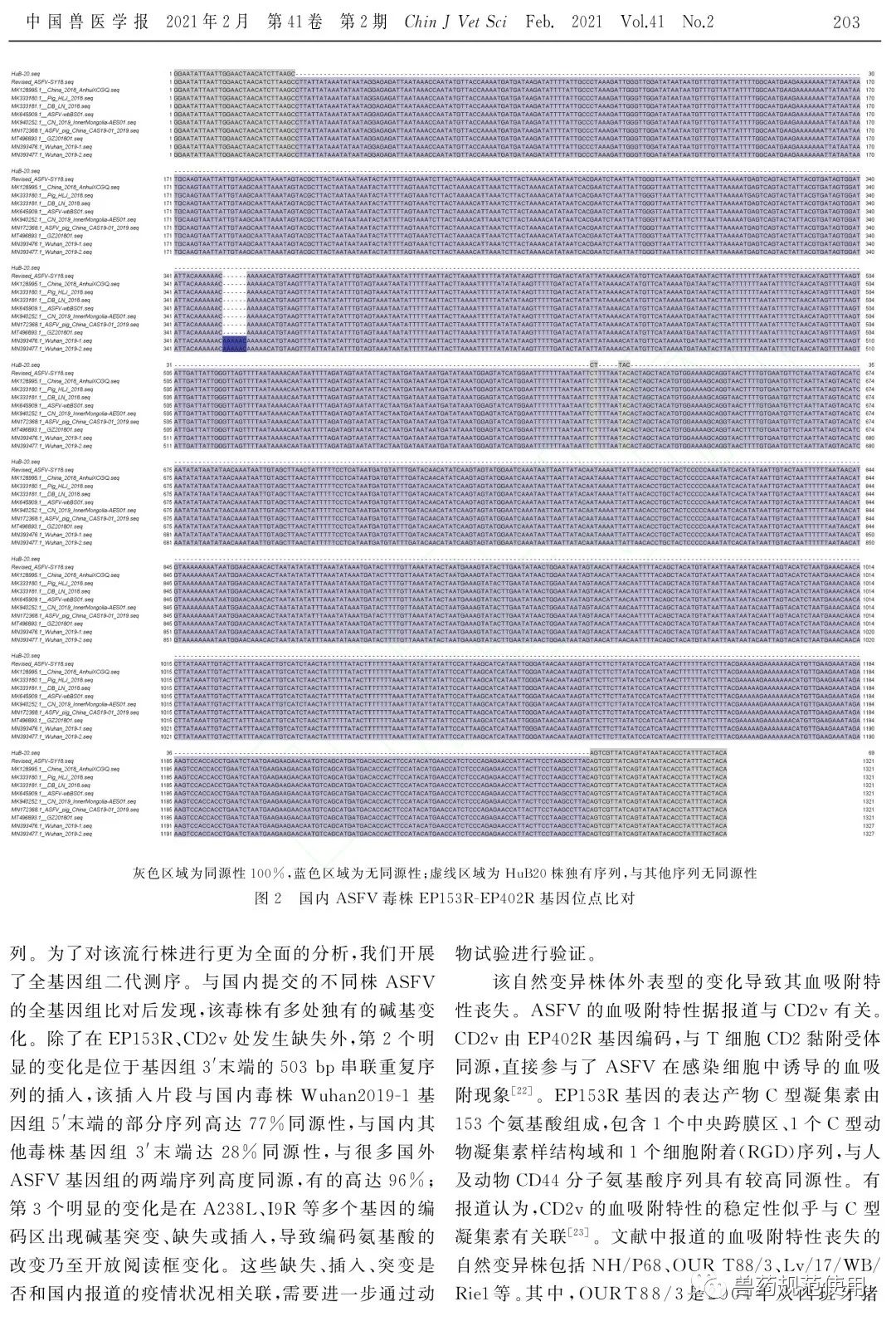 军科院研究论文:已鉴定出1株非洲猪瘟病毒自然变异毒株